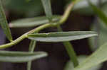 Narrowleaf whitetop aster